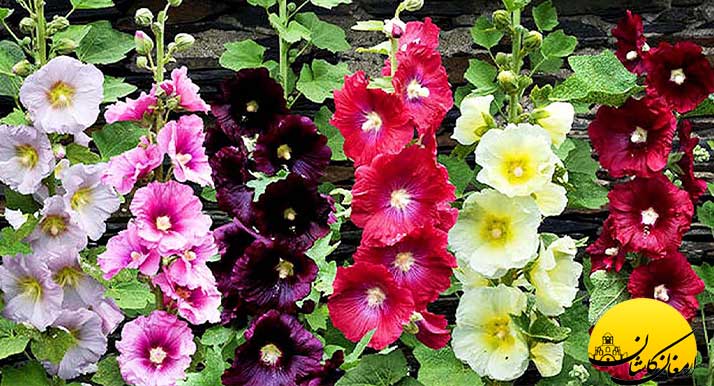 خواص عرق گل ختمی