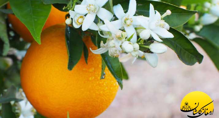 فواید و خواص عرق بهار نارنج