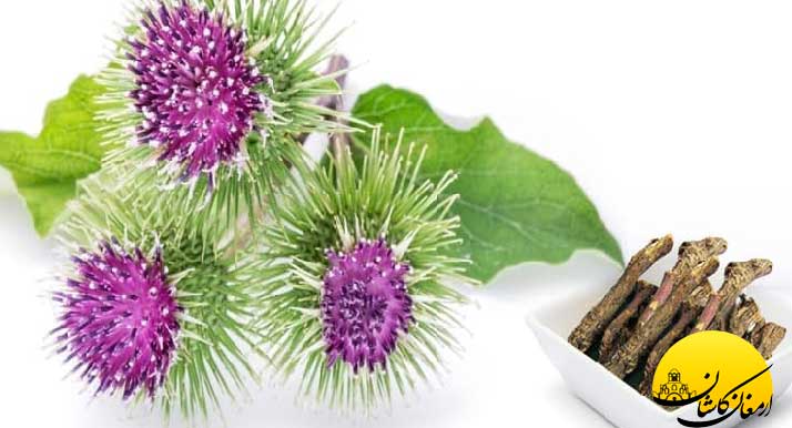 خواص عرق بابا آدم