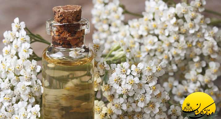 با خواص دارویی بومادران آشنا شوید