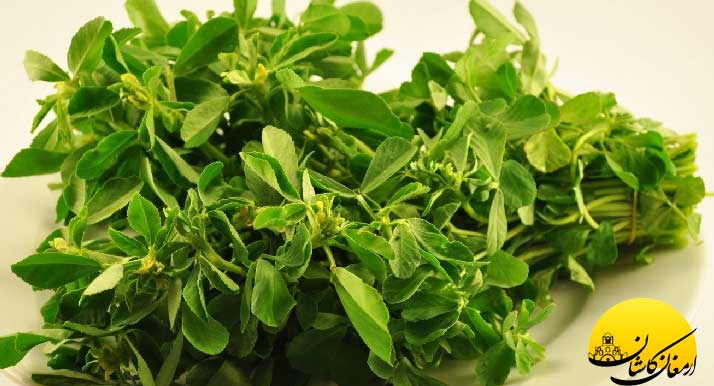 فواید و خواص گیاه شنبلیله برای سلامتی
