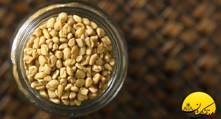 فواید و خواص گیاه شنبلیله برای سلامتی