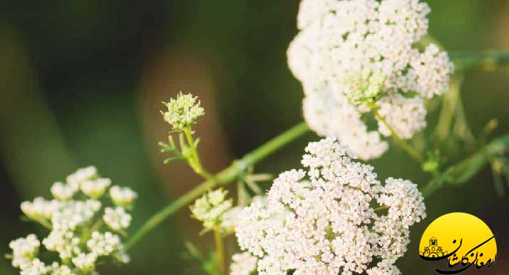 خواص عرق زیره planting cumin