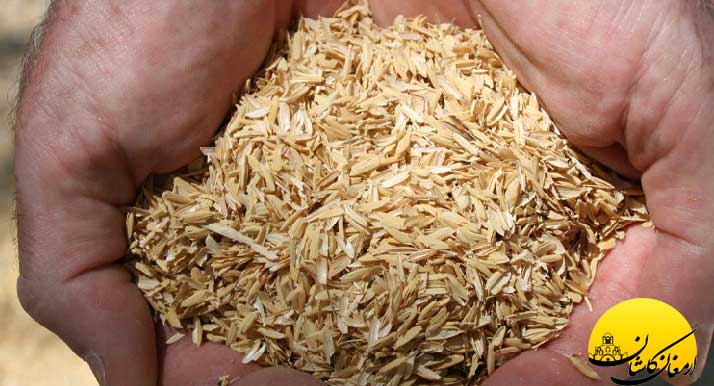 از خواص شگفت انگیز شلتوک چه می دانید!