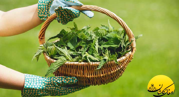 جالب ترین خواص گزنه را بدانید