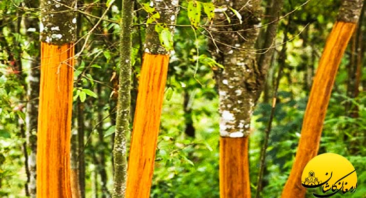 خواص عرق دارچین