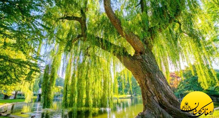 خواص و فواید گیاه دارویی عرق بید