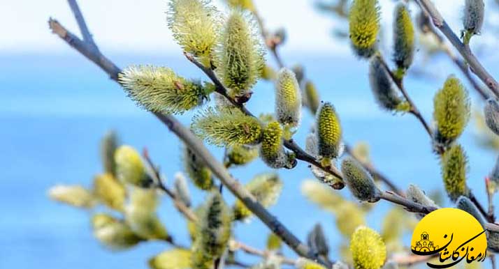 خواص و فواید گیاه دارویی عرق بید