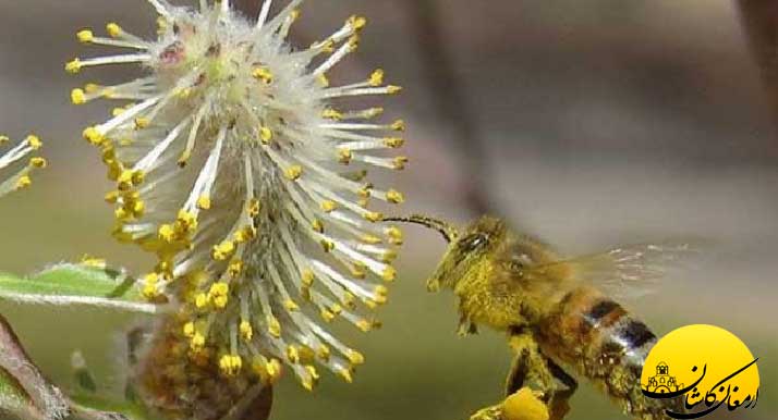 خواص و فواید گیاه دارویی عرق بید