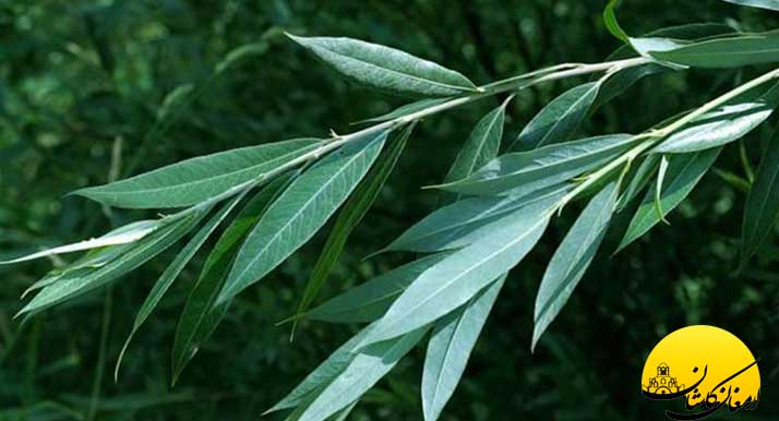 خواص و فواید گیاه دارویی عرق بید