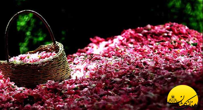 فواید گلاب و خواص دارویی گلاب