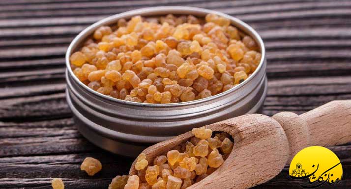 معرفی گیاه کندر و خواص شکفت انگیز آن