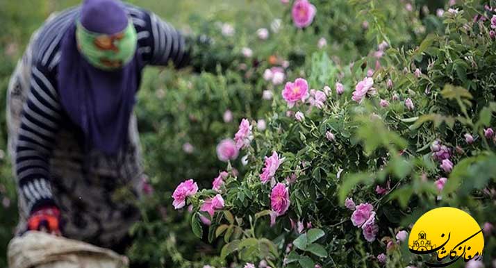 فواید گلاب و خواص دارویی گلاب