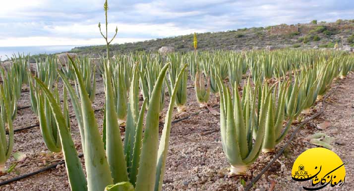 خواص آلوئه ورا