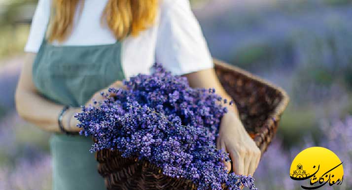 خواص عرق اسطوخودوس