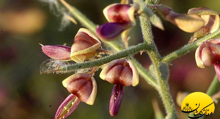 خواص عرق خارشتر