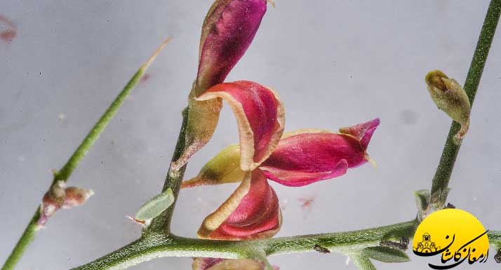 خواص عرق خارشتر