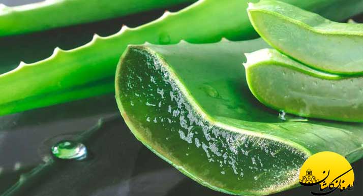 خواص آلوئه ورا