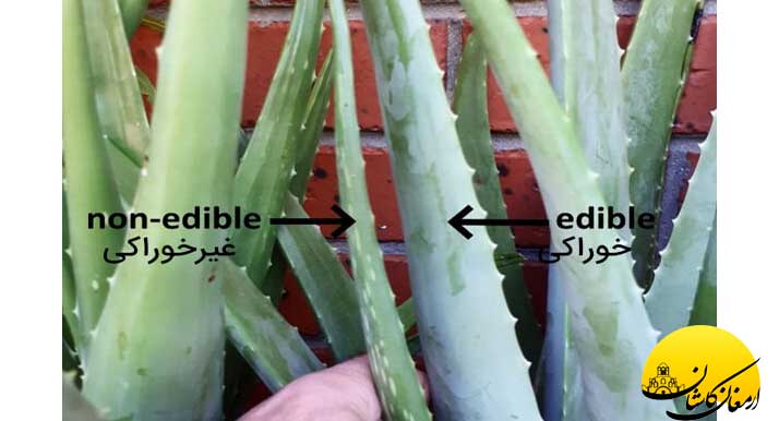 خواص آلوئه ورا