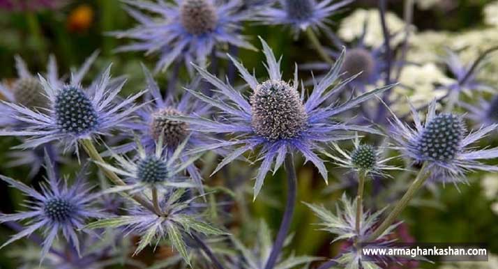 خواص عرق بوقناق bell