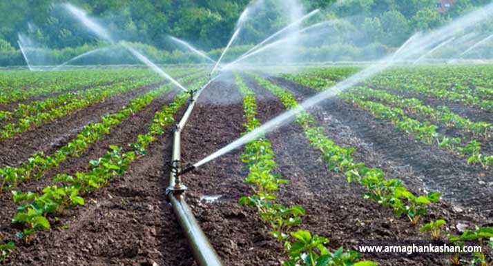 معرفی گیاه اترج و خواص شگفت انگیز آن Citron