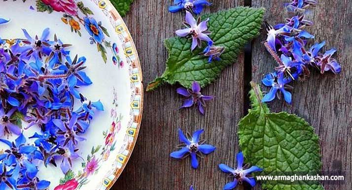آشنایی با هزار و یک خاصیت گل گاوزبان که نمی دانستید گل گاو زبان