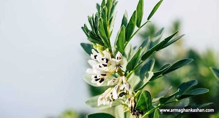 سیر تا پیاز خواص دارویی انواع باقلا برای همه Broad bean