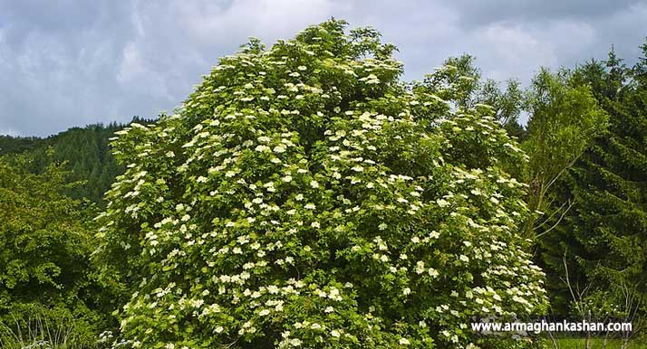معرفی گیاه آقطی و خواص بی نظیر آن Elder