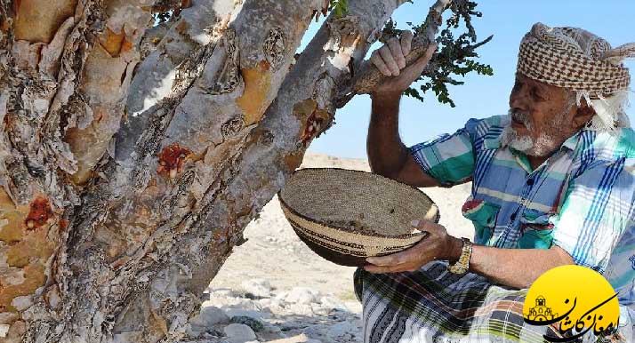 معرفی گیاه کندر و خواص شکفت انگیز آن