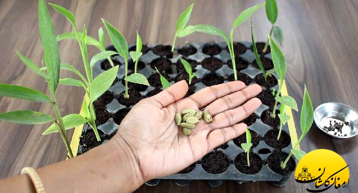 عرق هل و خواص شگفت انگیز آن