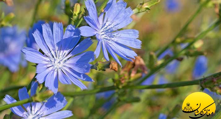 خواص عرق کاسنی