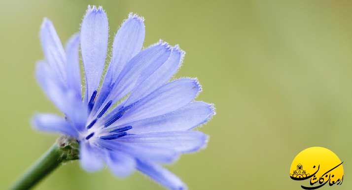 خواص عرق کاسنی