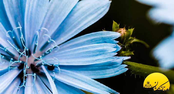 خواص عرق کاسنی