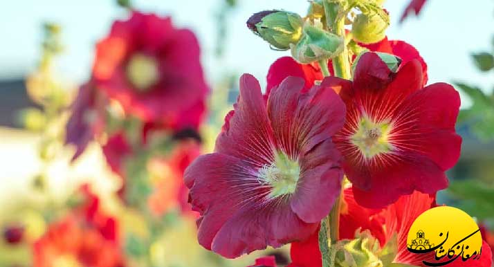 خواص عرق گل ختمی