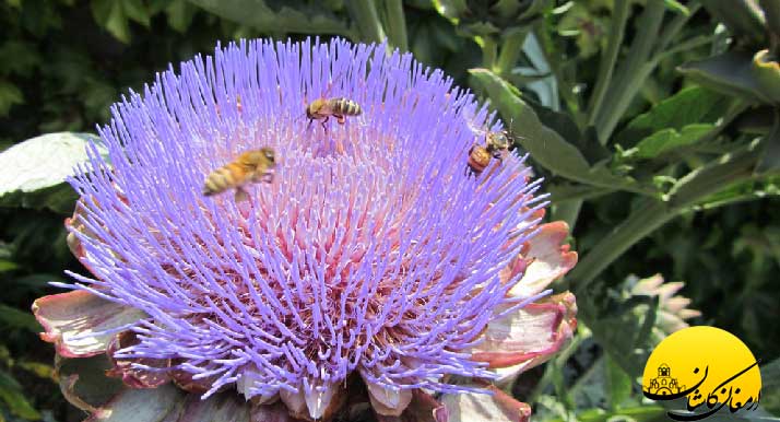 آرتیشو و مزایای بی نظیر آن برای سلامتی قلب و عروق و کاهش کلسترول و فشار خون artichoke flower
