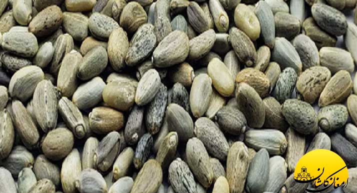 Artichoke seeds