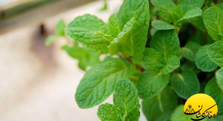 خواص شگفت انگیز عرق نعناع که نمی دانید