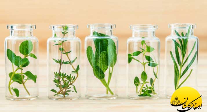 کاربرد و مزایای عرقیات سنتی در طول تاریخ