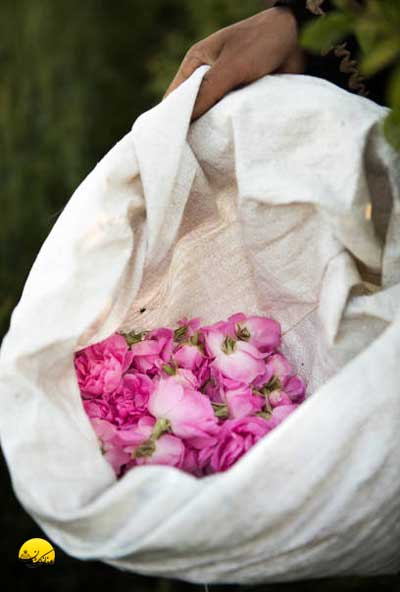 گلاب سنتی در کاشان