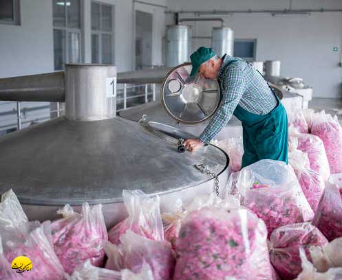 گلاب صنعتی در کاشان