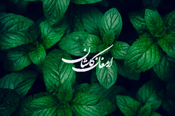 نعنا گیاهی ارمغان کاشان