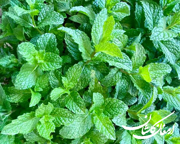 نعنا گیاهی ارمغان کاشان