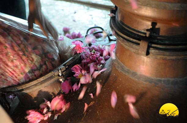 قصه گل محمدی تا گلاب: روند تولید، تقطیر، کنترل کیفیت در کارگاه ارمغان کاشان مراحل گلابگیری