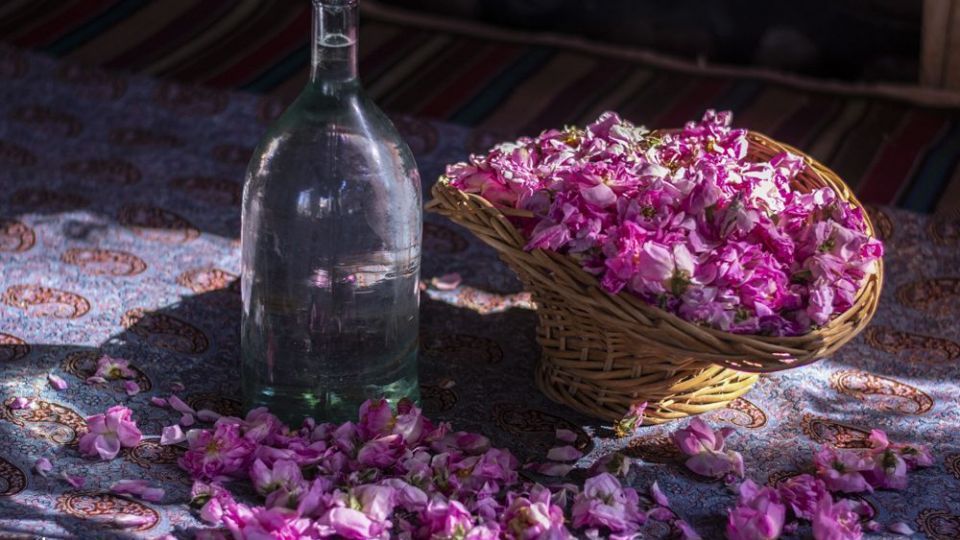 گلاب تازه نوروزی کاشان چیست؟ | عطر قوی، زمان گلاب‌گیری و راهنمای خرید اصل