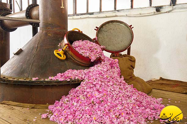 قصه گل محمدی تا گلاب: روند تولید، تقطیر، کنترل کیفیت در کارگاه ارمغان کاشان